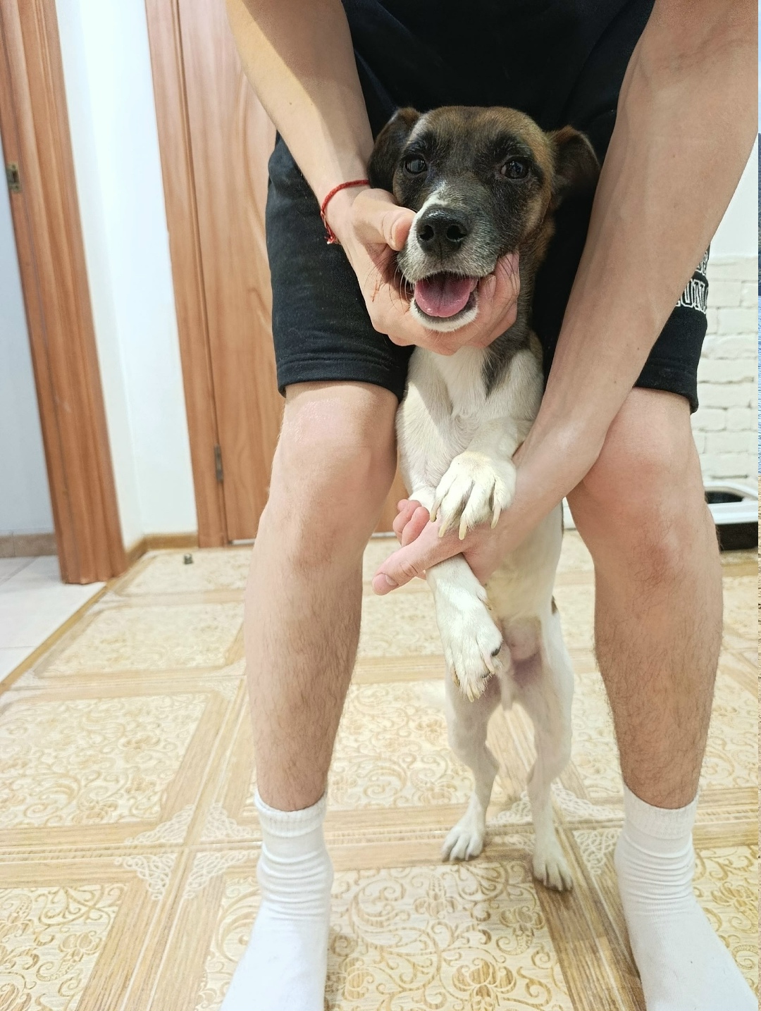 Найдена собака в Щербинке — фото объявления