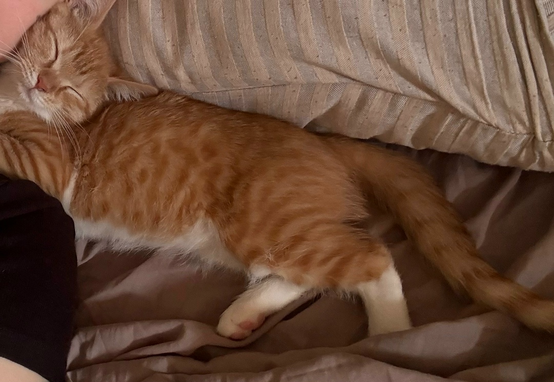 Пропала кошка в Щербинке — фото объявления