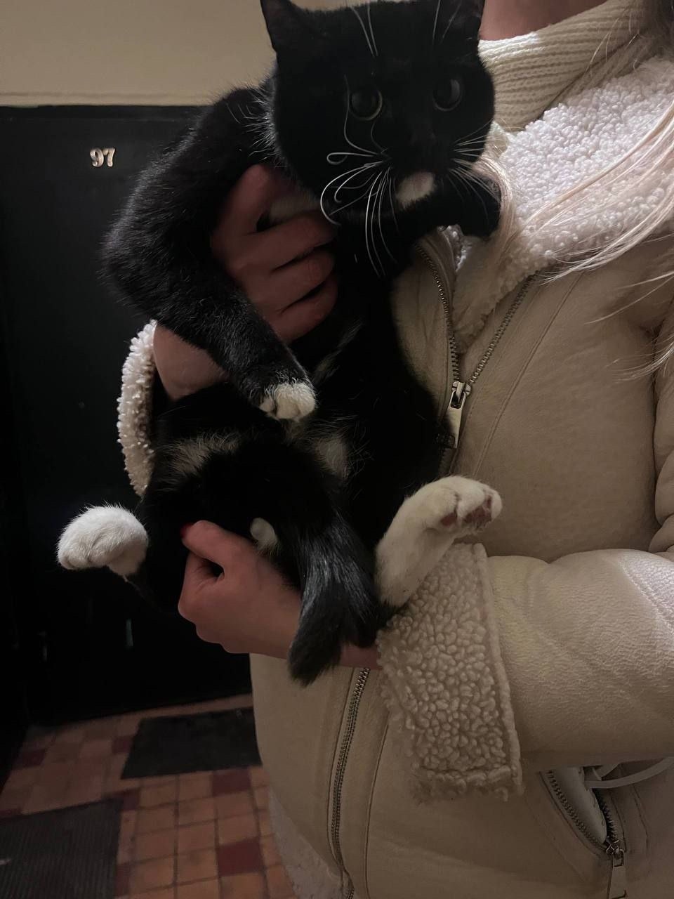 Найдена кошка в Щербинке — фото объявления