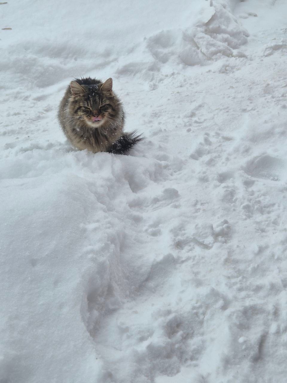 Найдена кошка в Щербинке — фото объявления