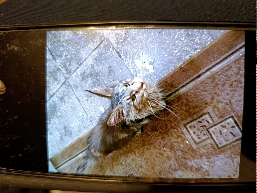 Найдена кошка в Щербинке — фото объявления