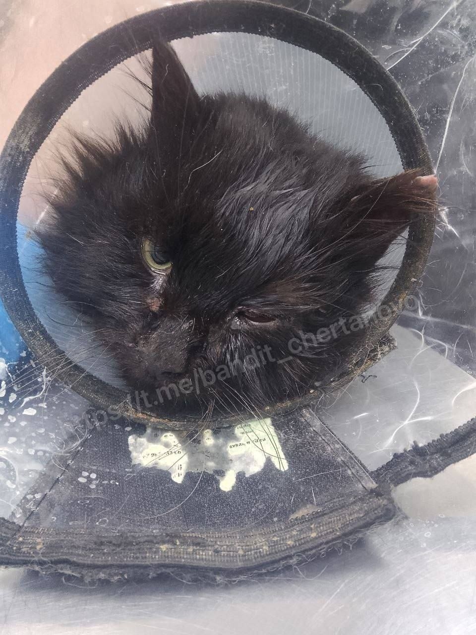 Найдена кошка в Щербинке — фото объявления