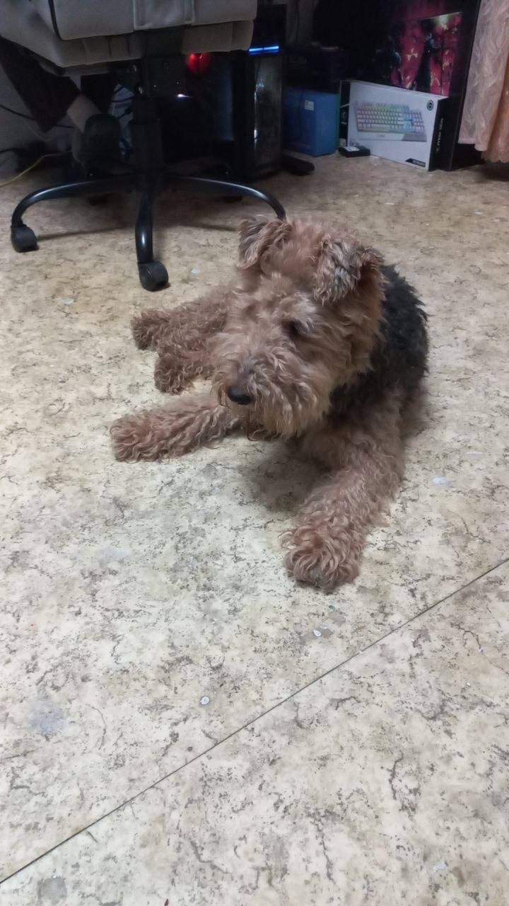 Найдена собака в Щербинке — фото объявления