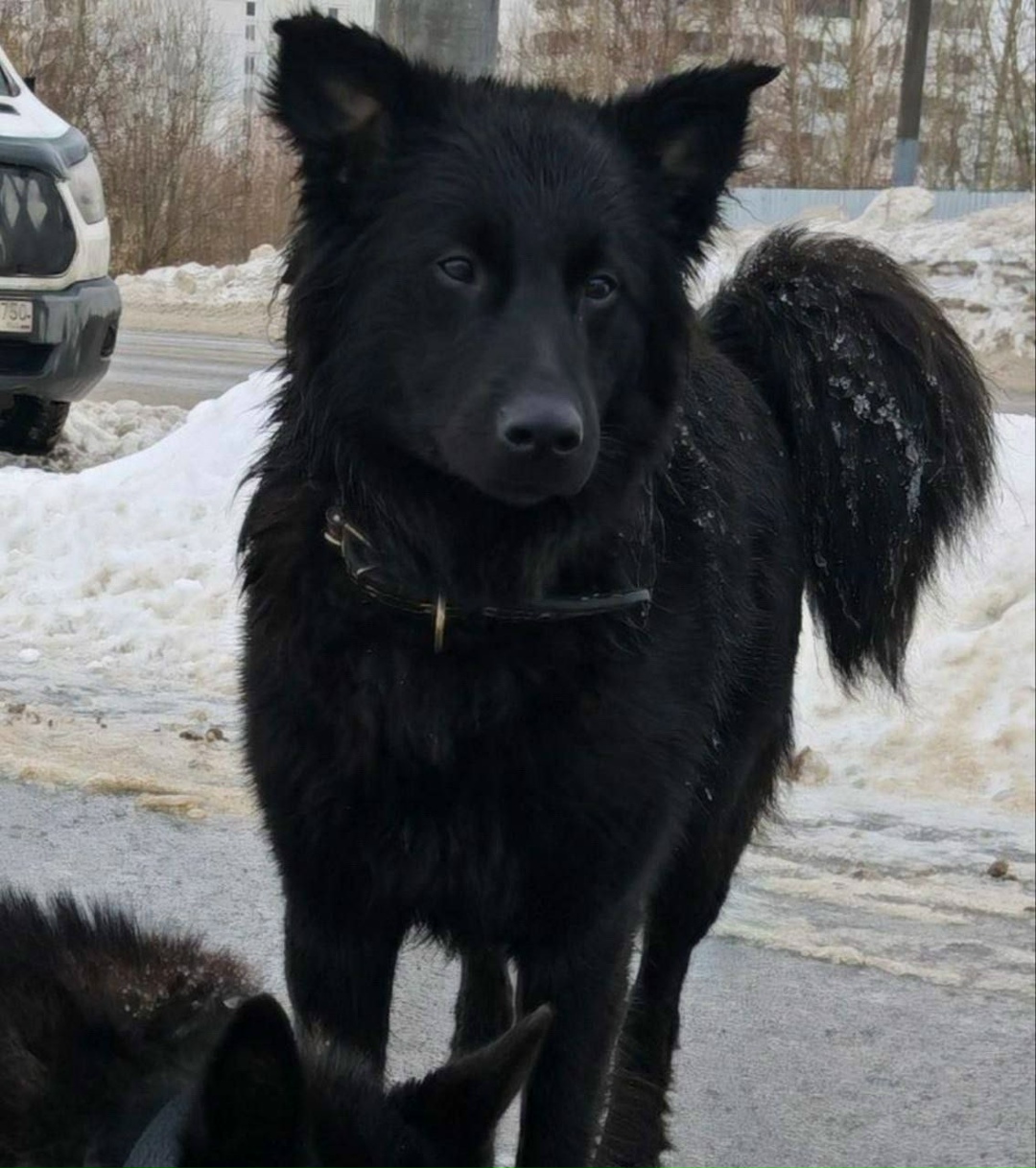 Найдена собака в Щербинке — фото объявления
