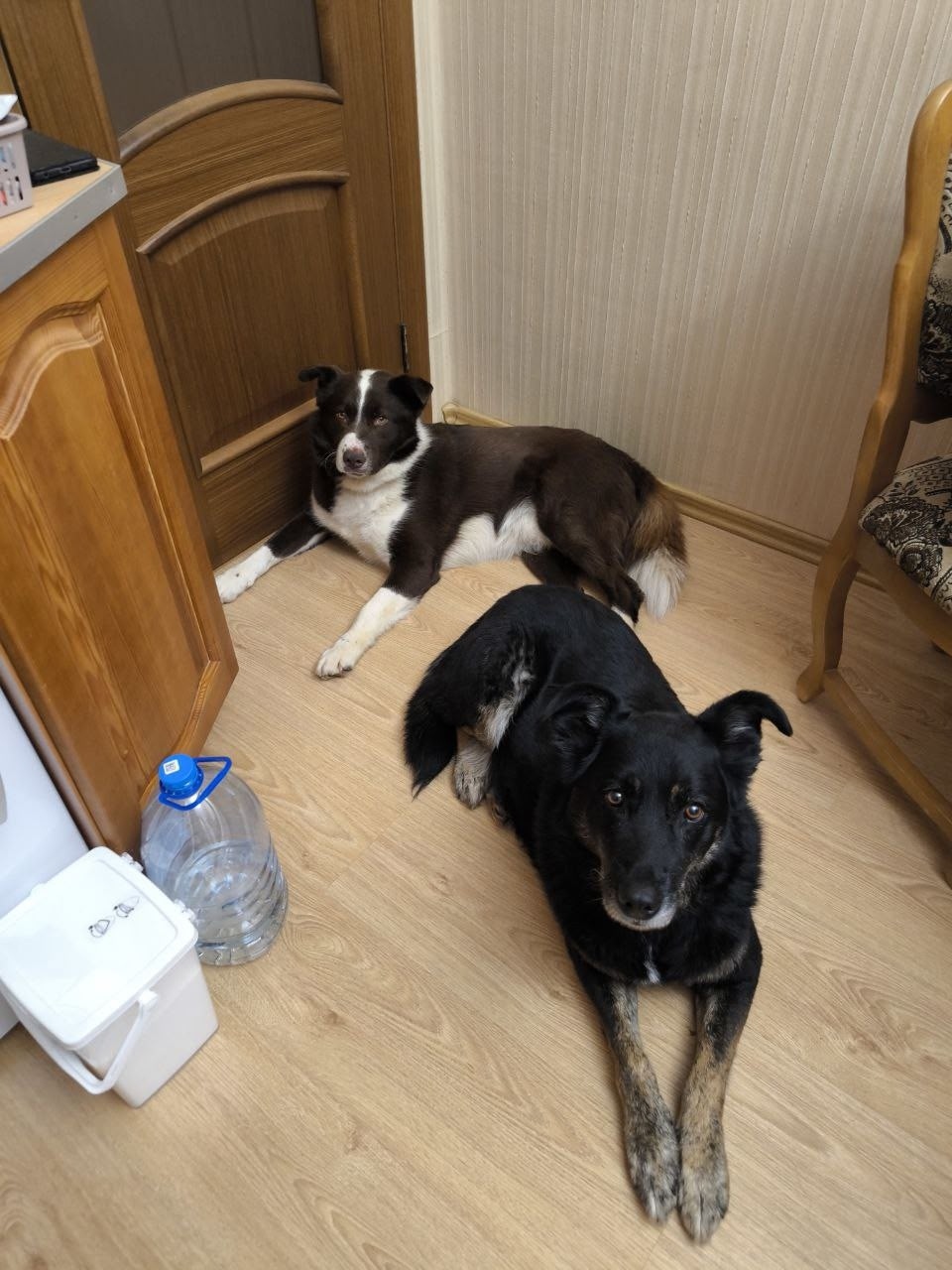 Найдена собака в Щербинке — фото объявления