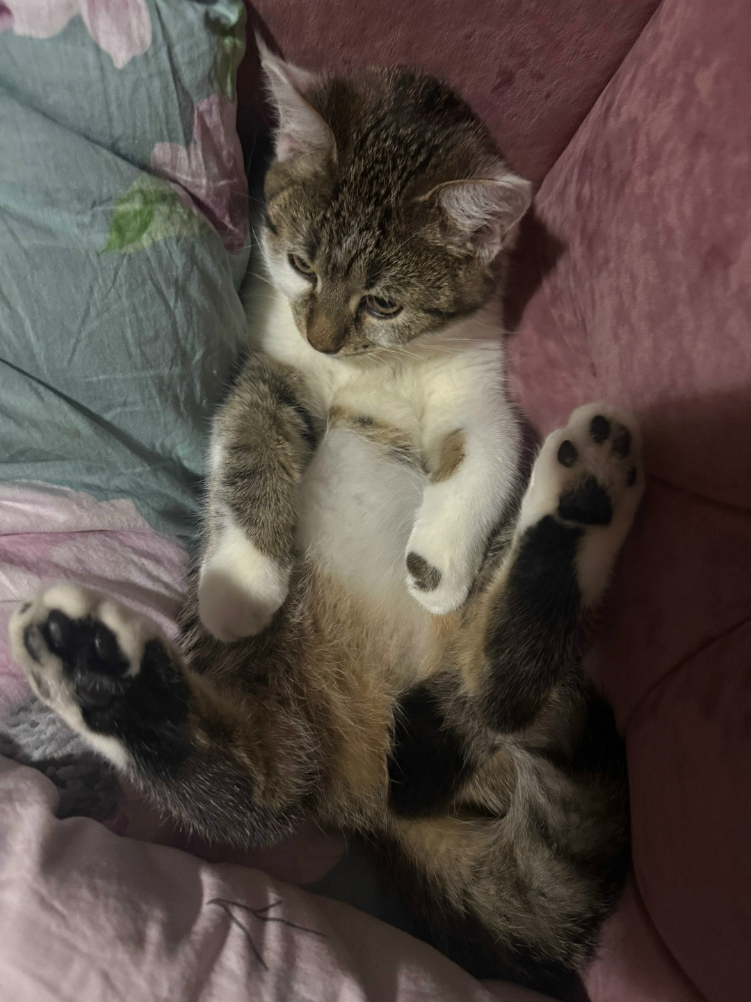 Пропала кошка в Щербинке — фото объявления