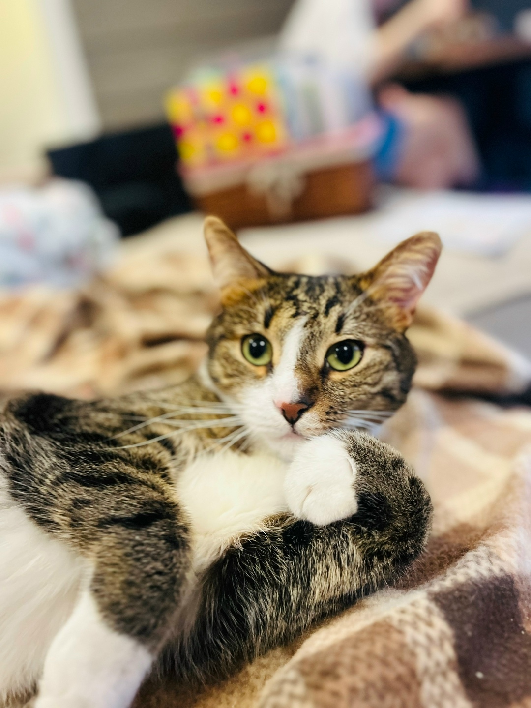 Пропала кошка в Рузе — фото объявления