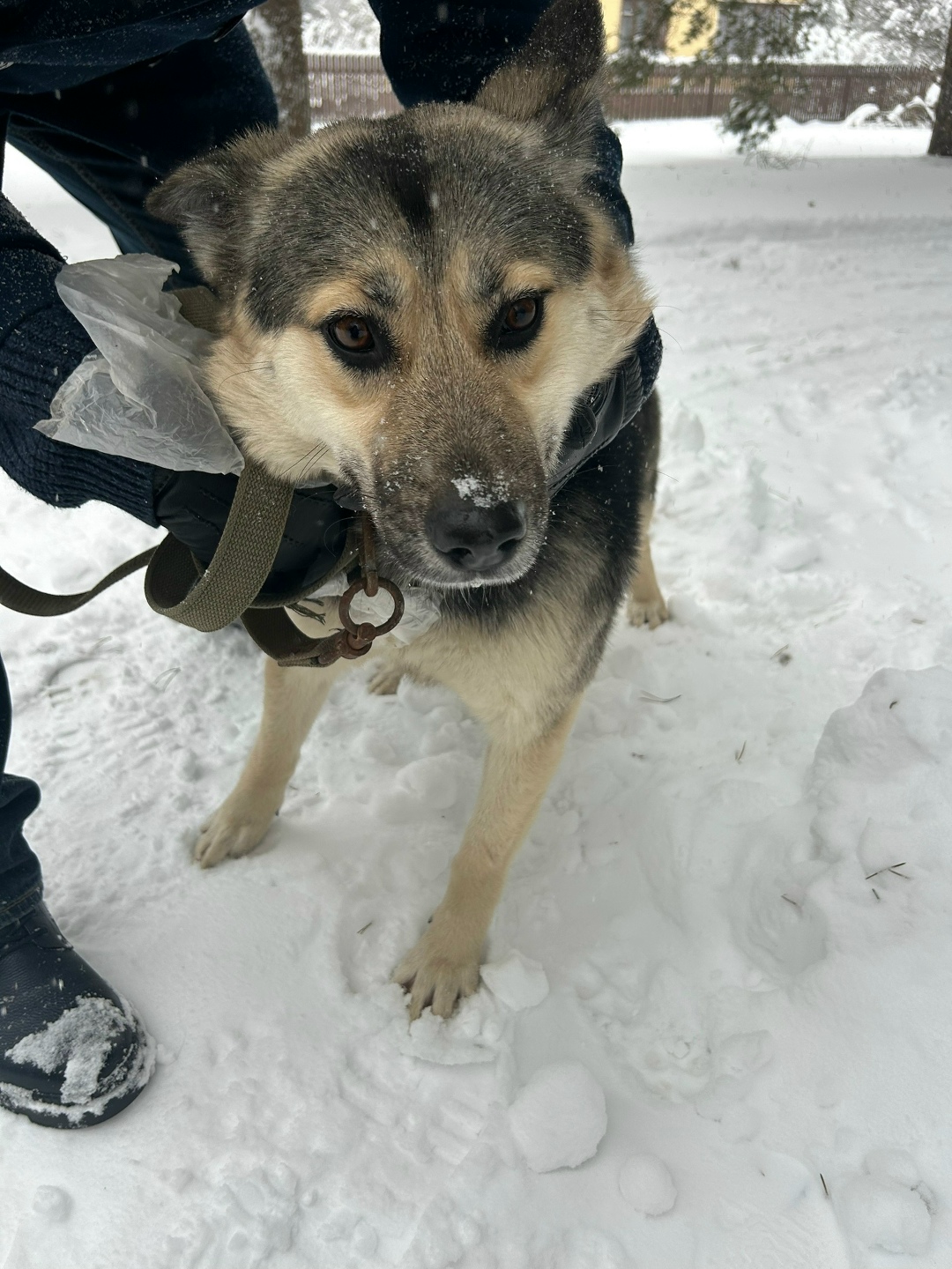 Найдена собака в Рузе — фото объявления