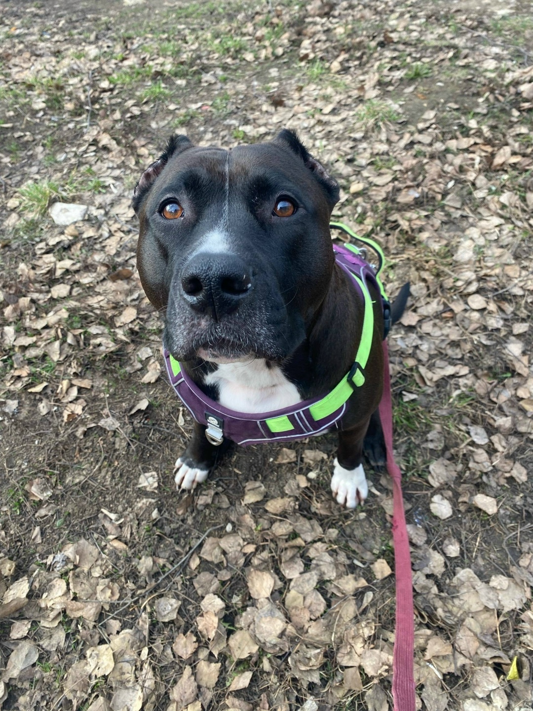 Пропала собака в Рузе — фото объявления