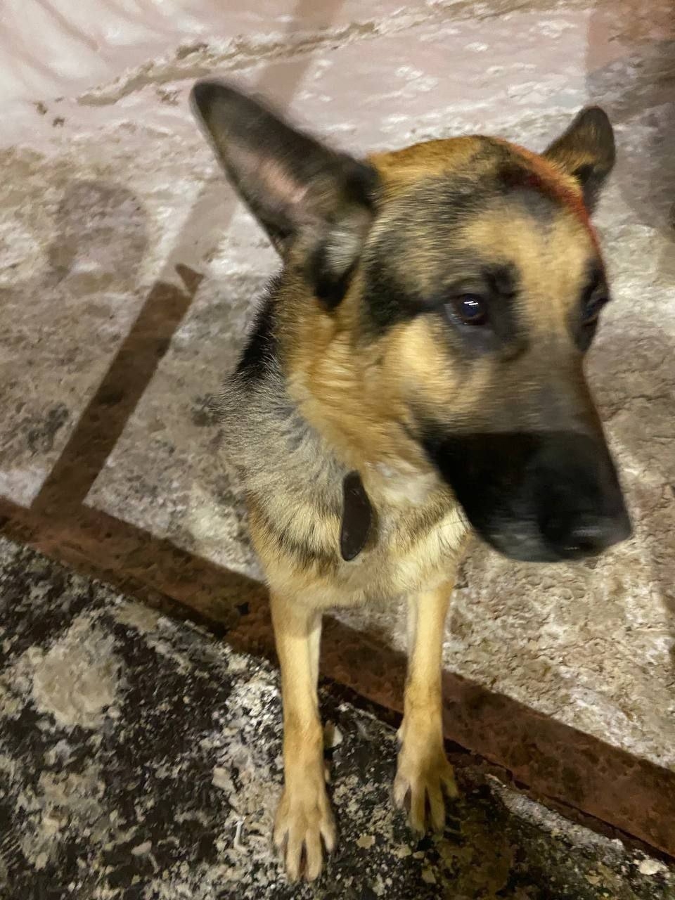 Пропала собака в Рузе — фото объявления