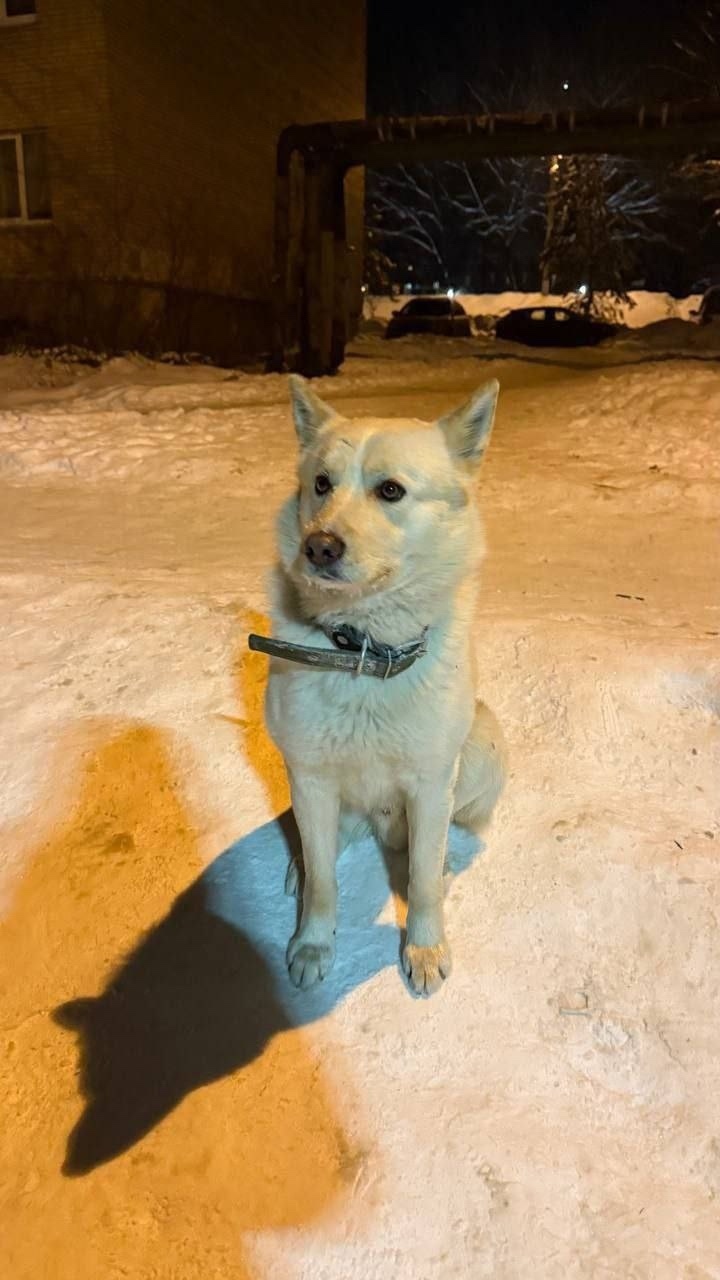 Найдена собака в Рузе — фото объявления