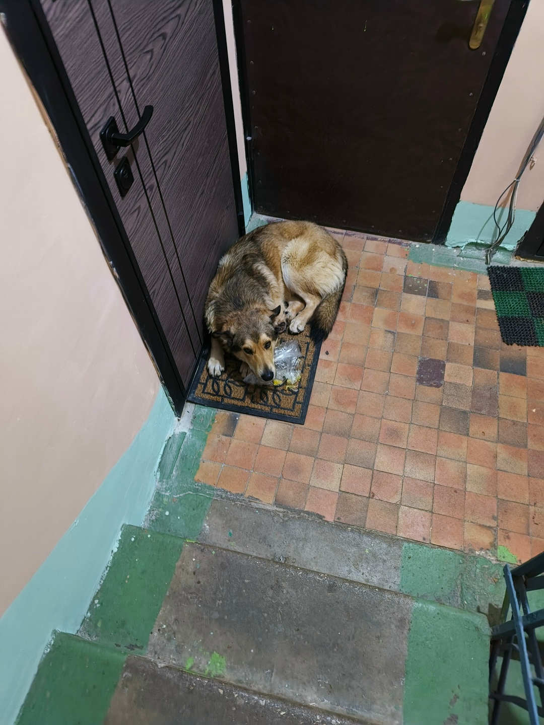 Пропала собака в Рузе — фото объявления