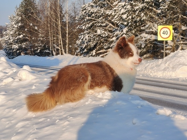 Пропала собака в Рузе — фото объявления