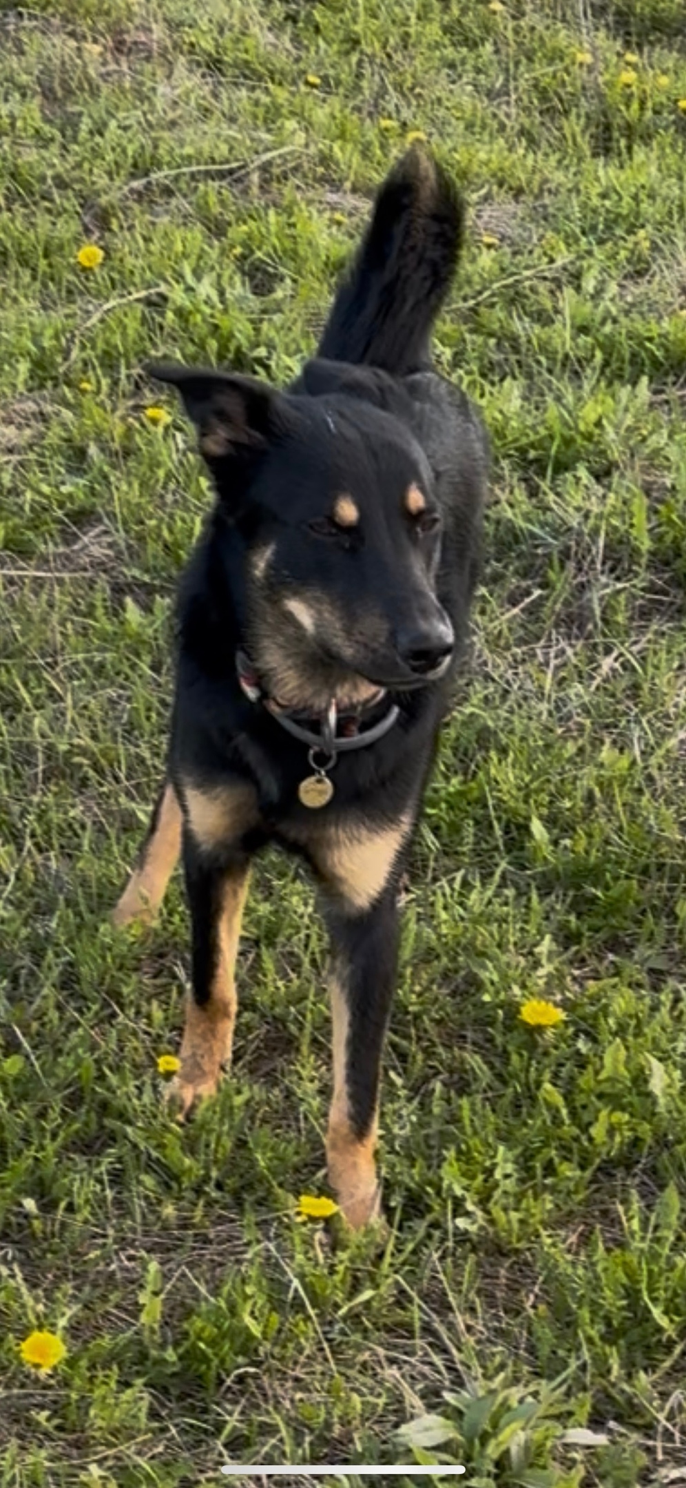 Пропала собака в Рузе — фото объявления