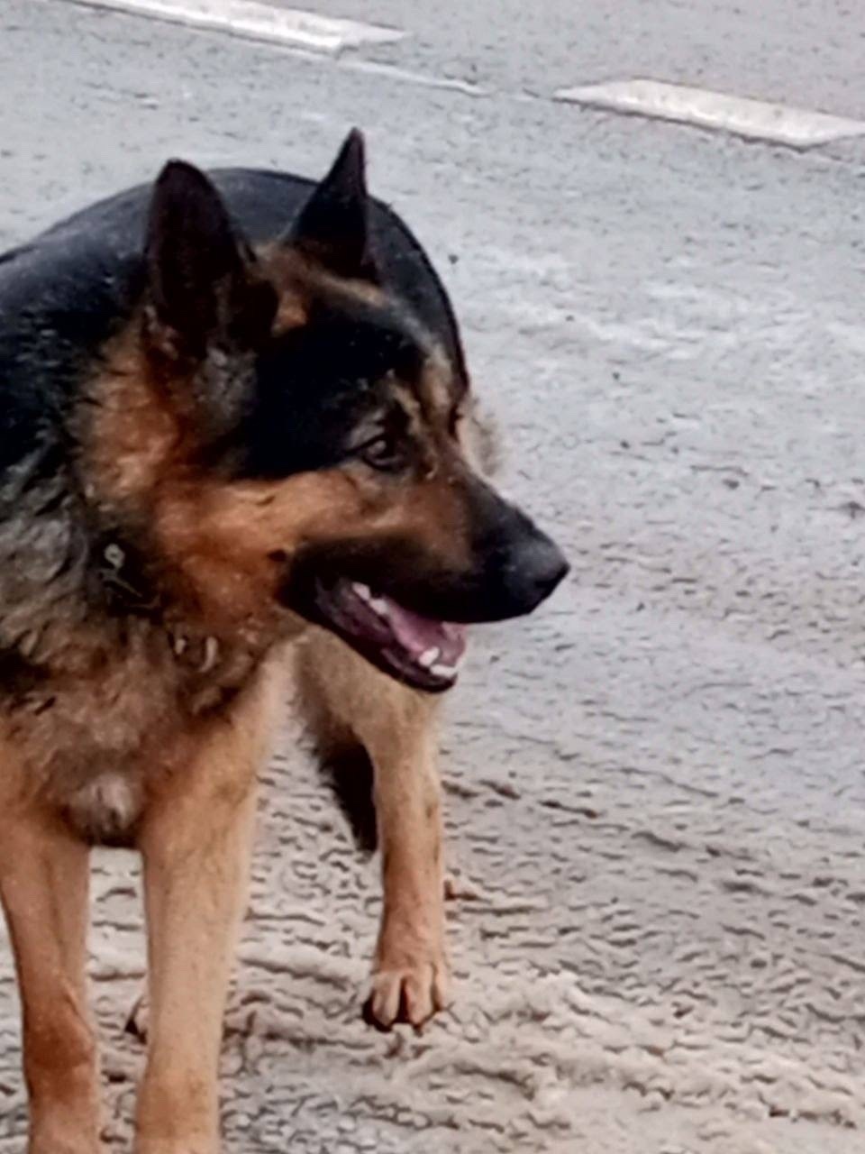 Пропала собака в Рузе — фото объявления