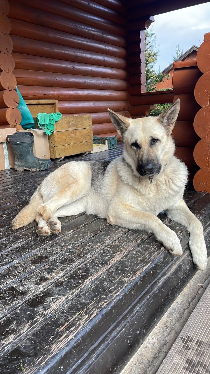 Пропала собака в Рузе — фото объявления