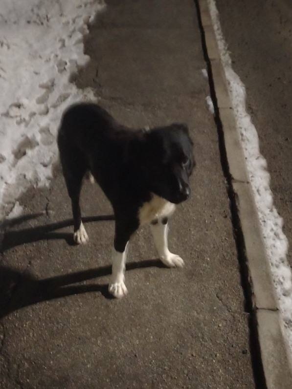 Пропала собака в Рузе — фото объявления