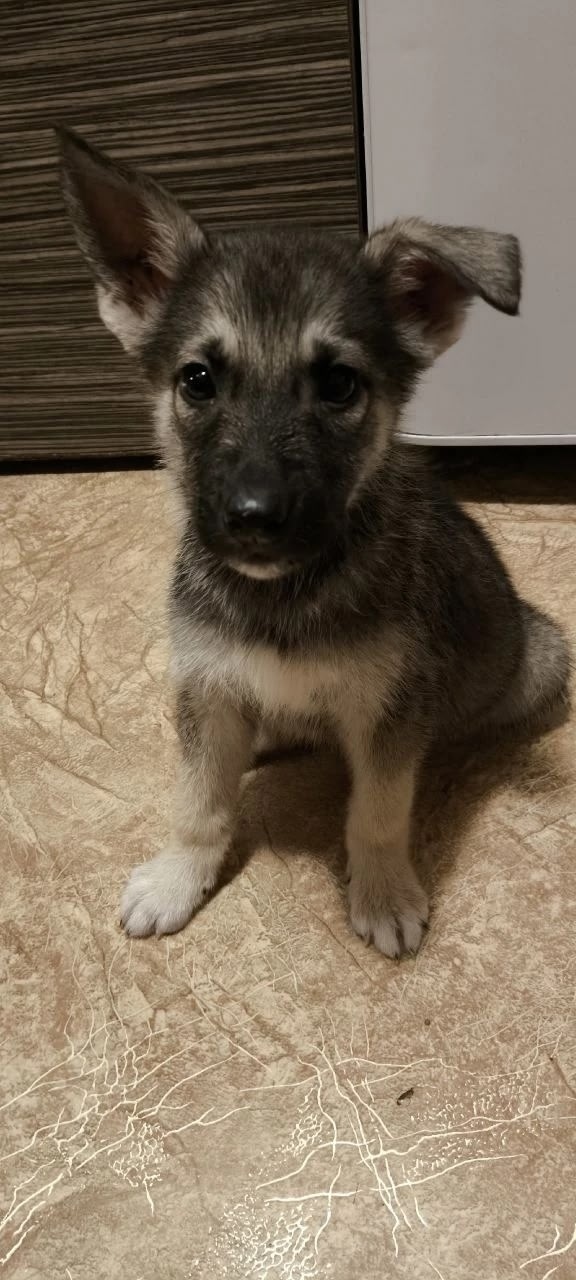 Найдена собака в Рузе — фото объявления