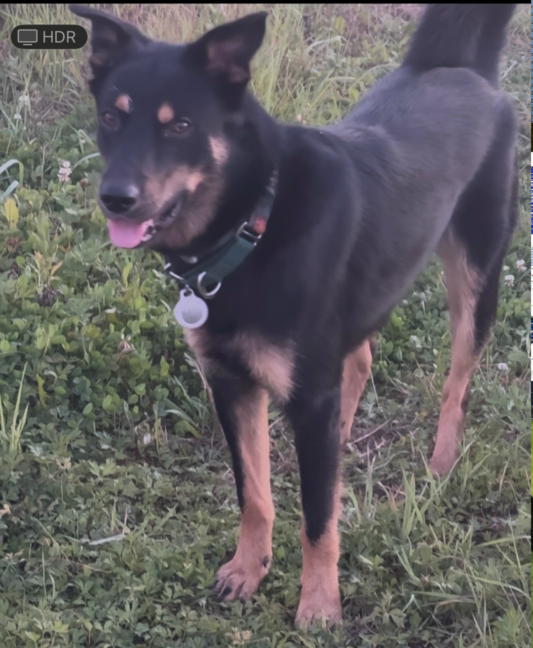 Пропала собака в Рузе — фото объявления