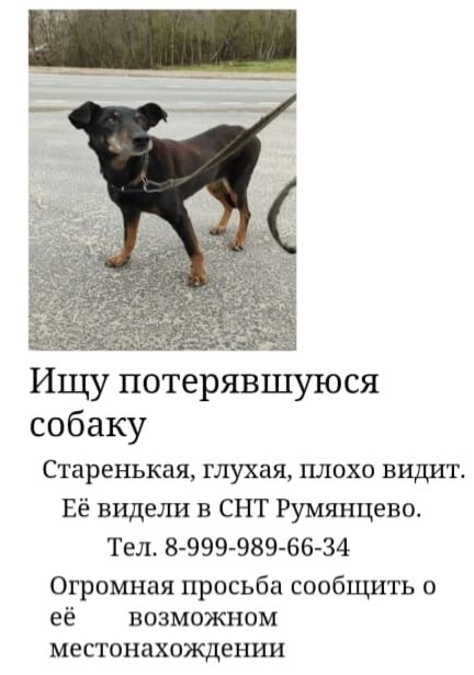 Пропала собака в Рузе — фото объявления