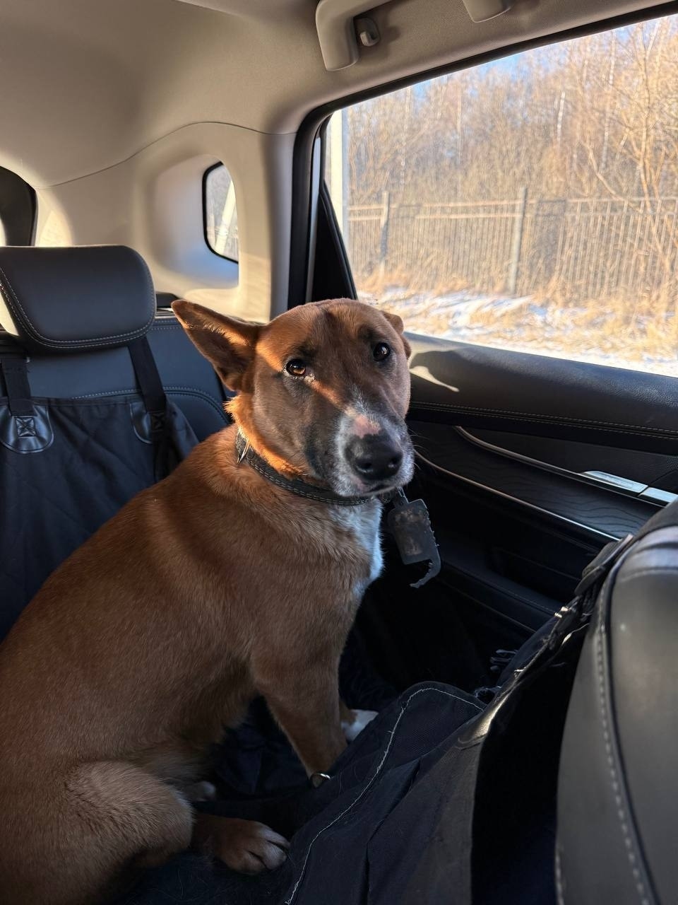 Найдена собака в Рузе — фото объявления