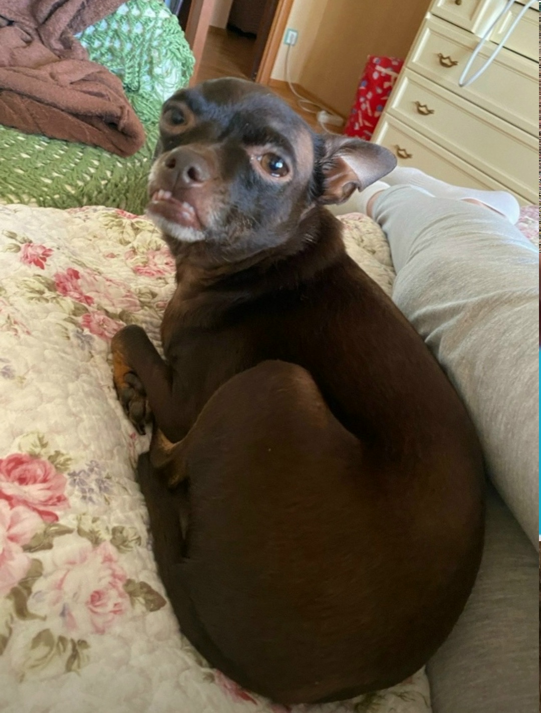 Пропала собака в Рузе — фото объявления