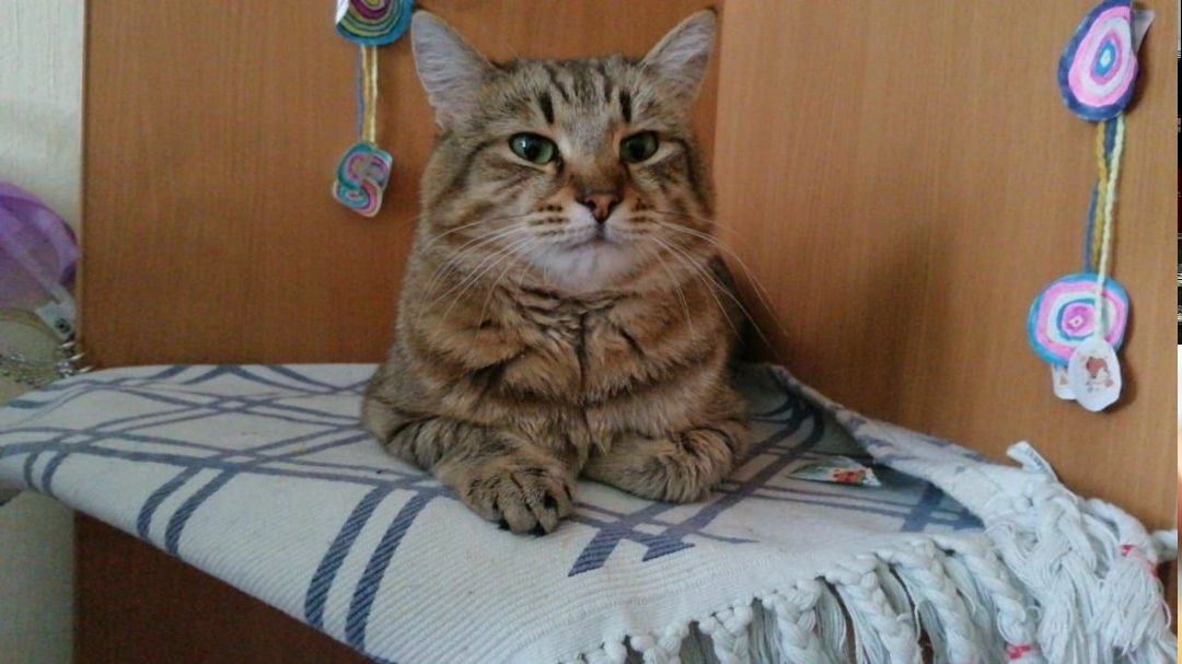 Пропала кошка в Екатеринбурге — фото объявления