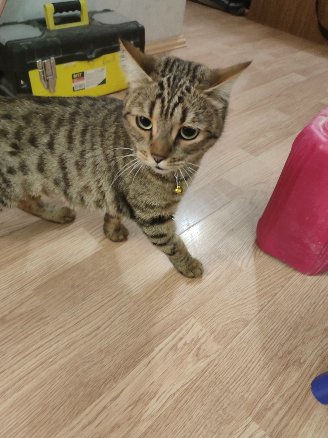 Найдена собака в Екатеринбурге — фото объявления