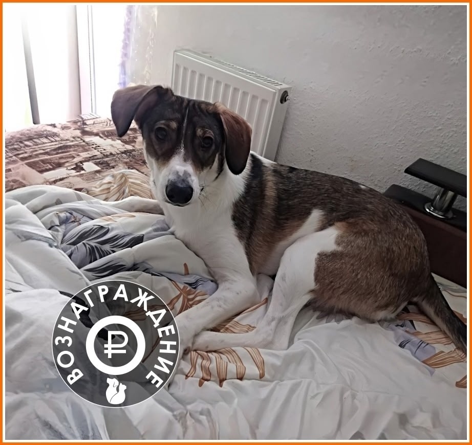 Пропала собака в Екатеринбурге — фото объявления