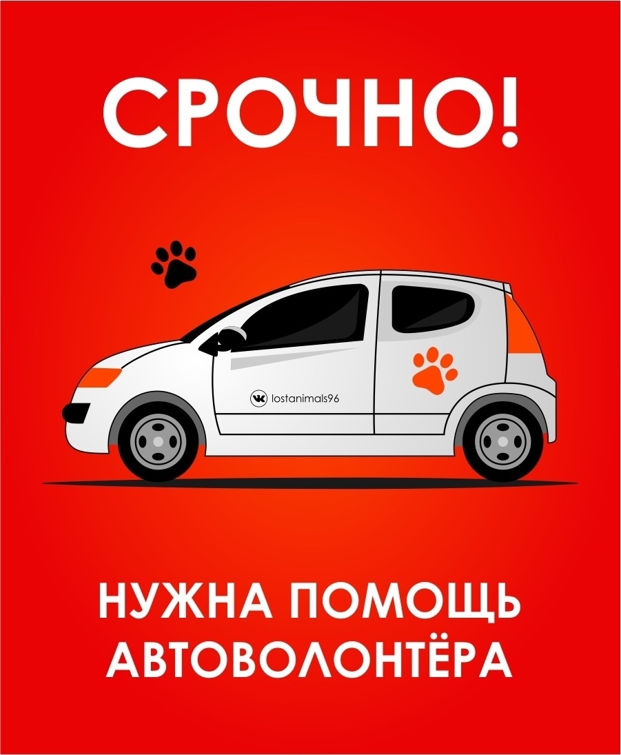 Найдена собака в Екатеринбурге — фото объявления