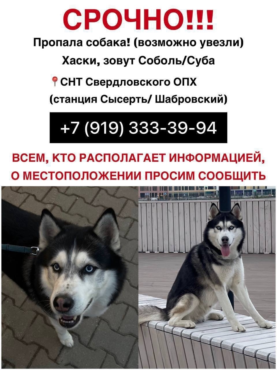 Пропала собака в Екатеринбурге — фото объявления