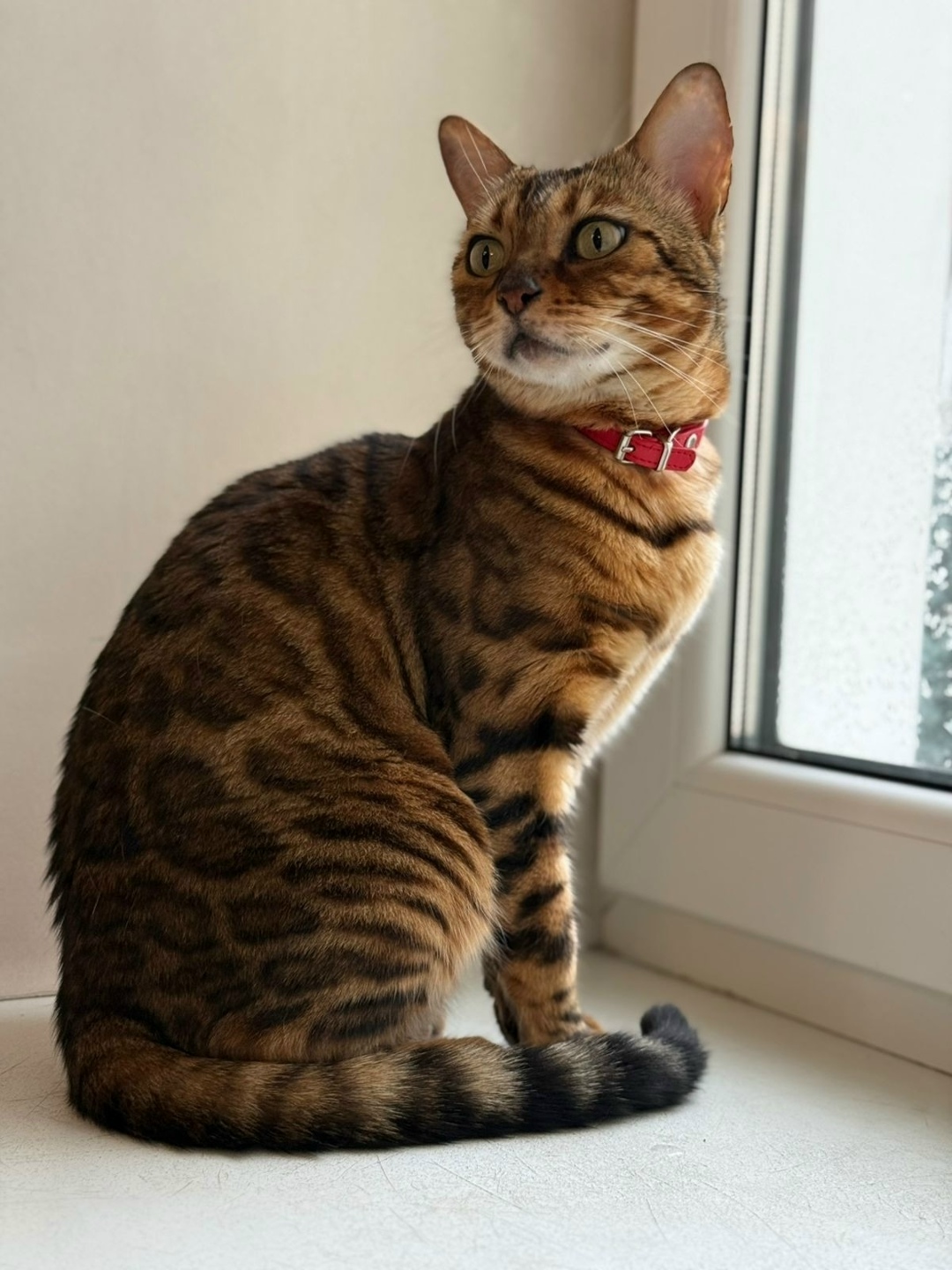 Пропала кошка в Екатеринбурге — фото объявления