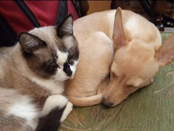 Пропала собака в Екатеринбурге — фото объявления