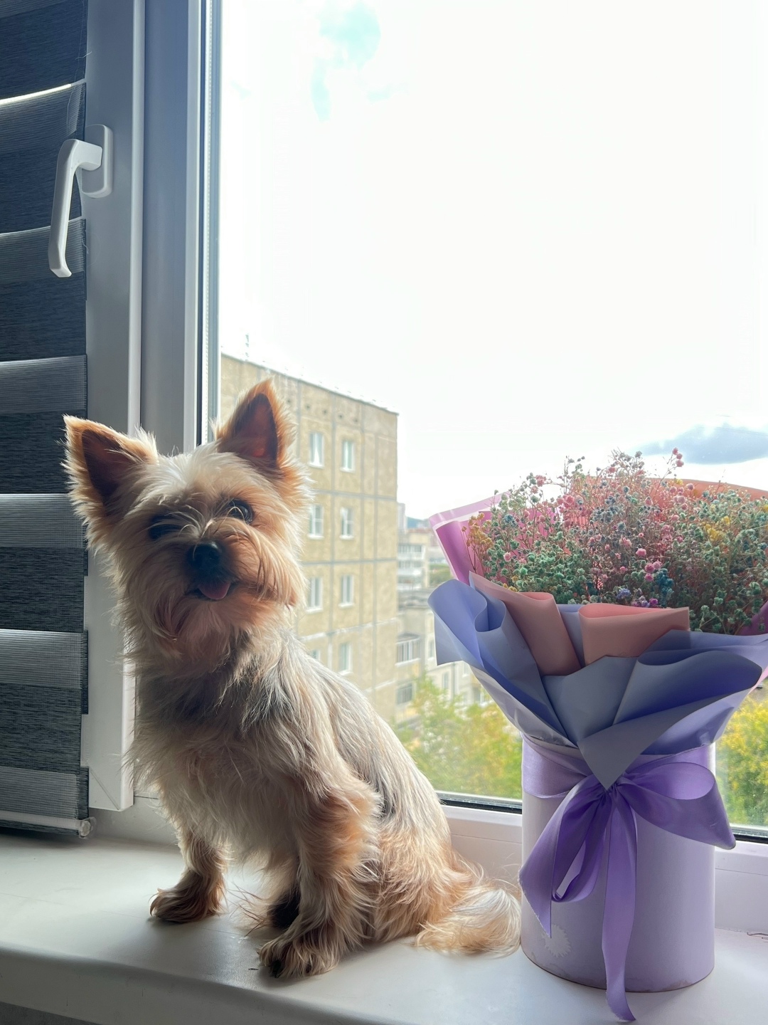 Пропала собака в Екатеринбурге — фото объявления