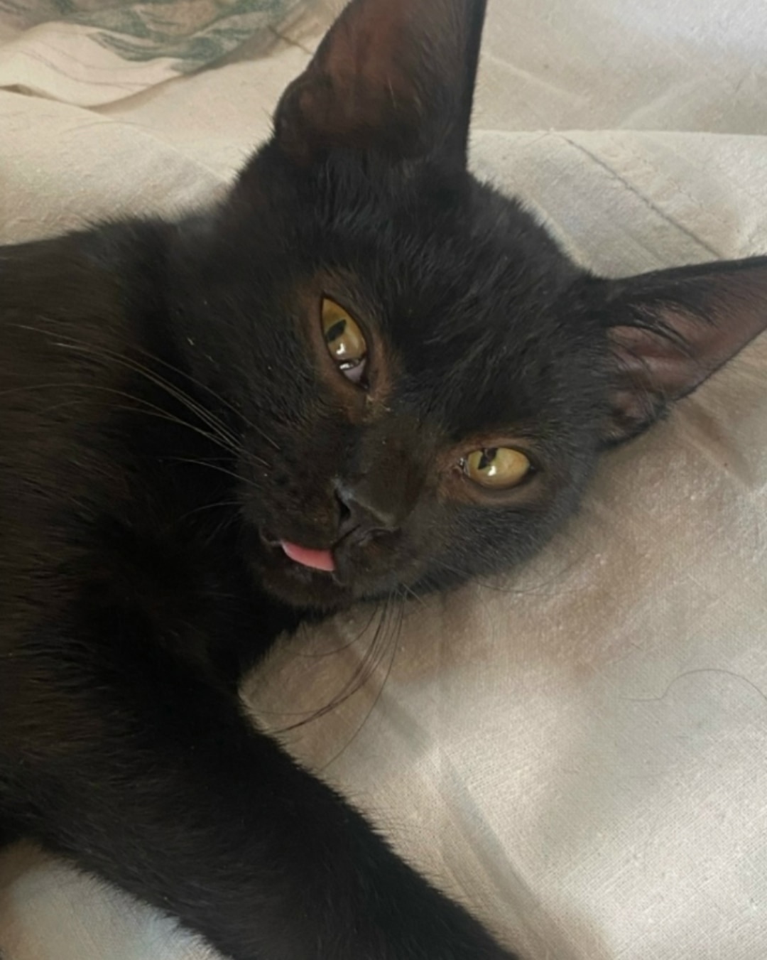 Пропала кошка в Екатеринбурге — фото объявления