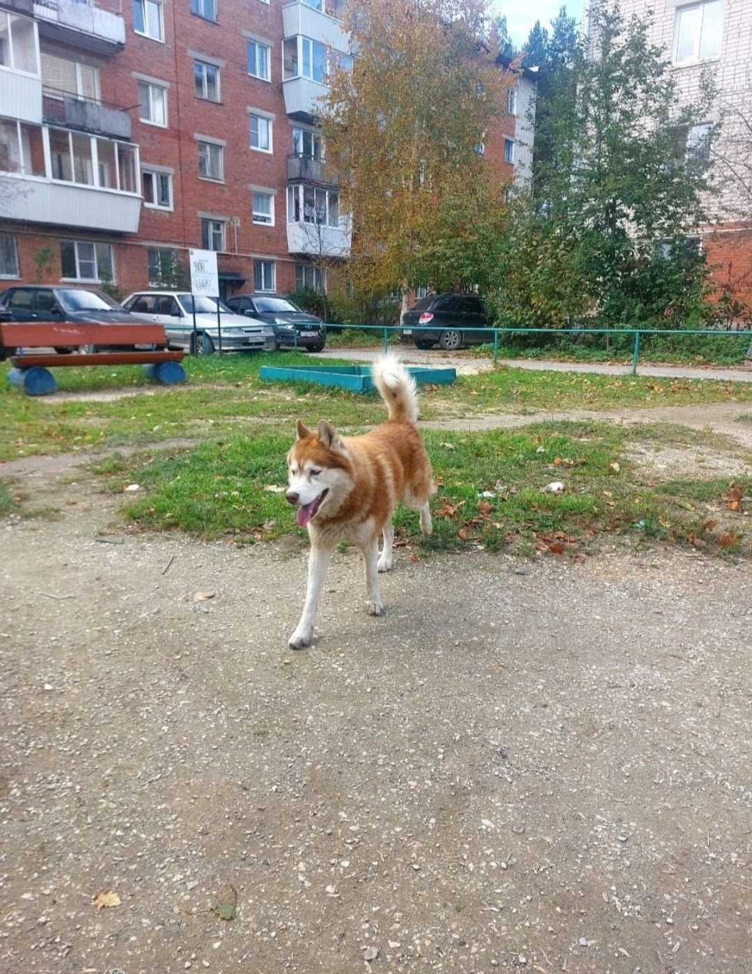 Найдена собака в Екатеринбурге — фото объявления
