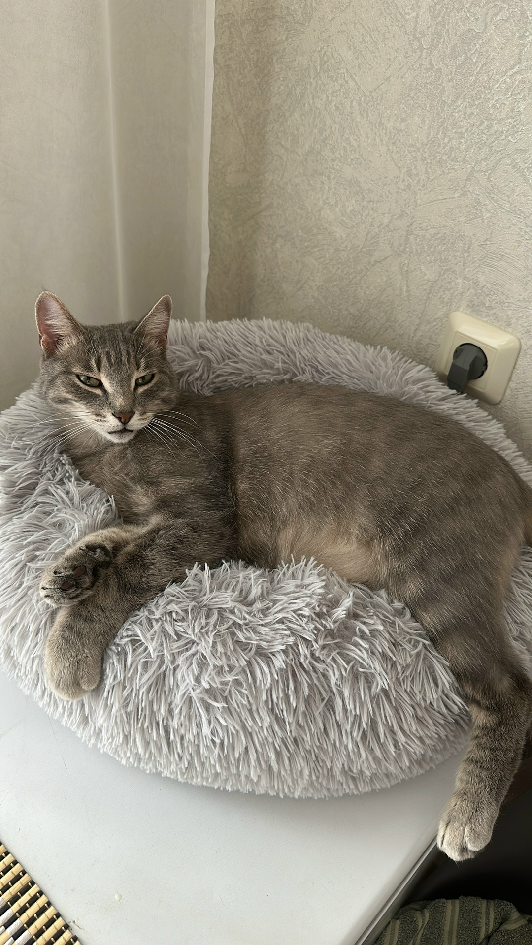 Пропала кошка в Екатеринбурге — фото объявления