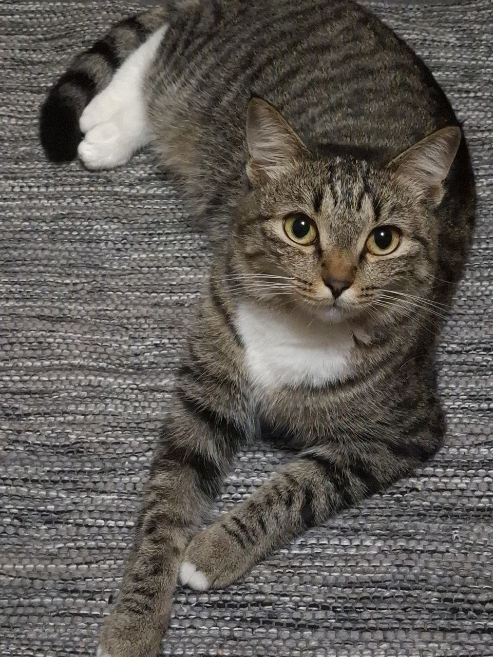 Пропала кошка в Екатеринбурге — фото объявления