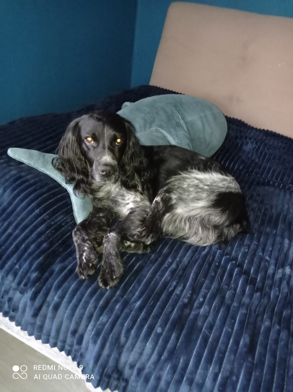 Пропала собака в Екатеринбурге — фото объявления