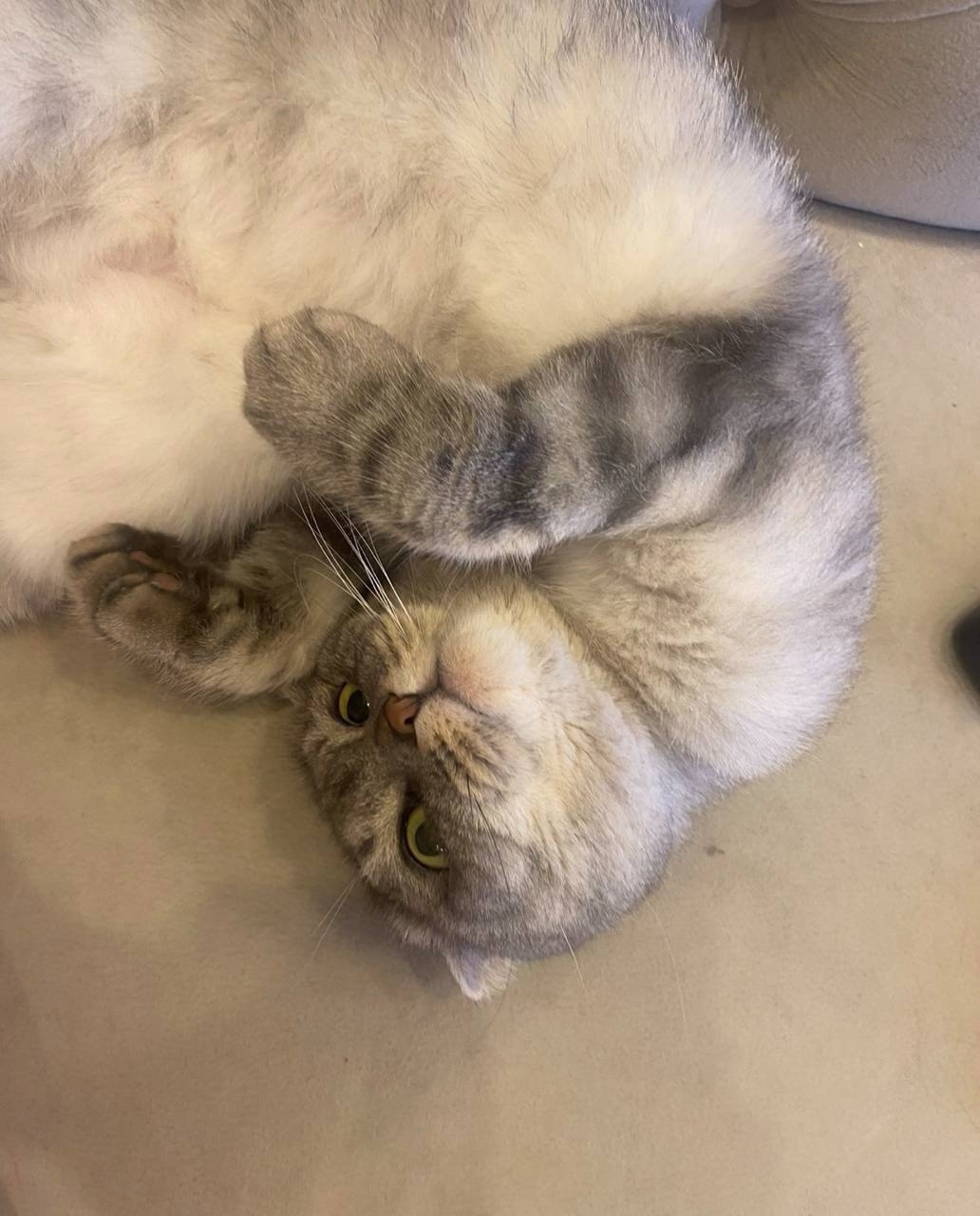 Найдена кошка в Екатеринбурге — фото объявления