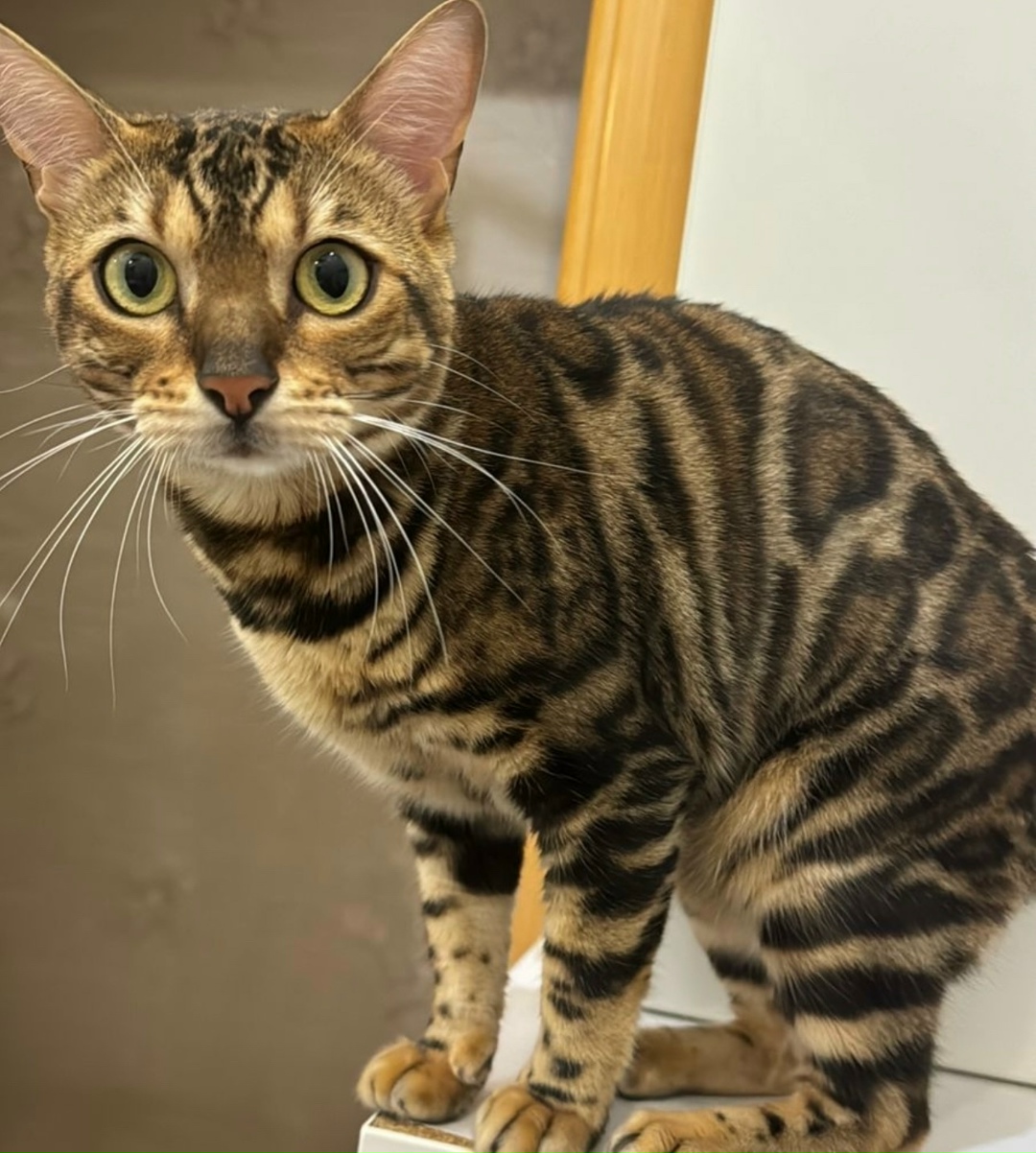 Пропала кошка в Екатеринбурге — фото объявления