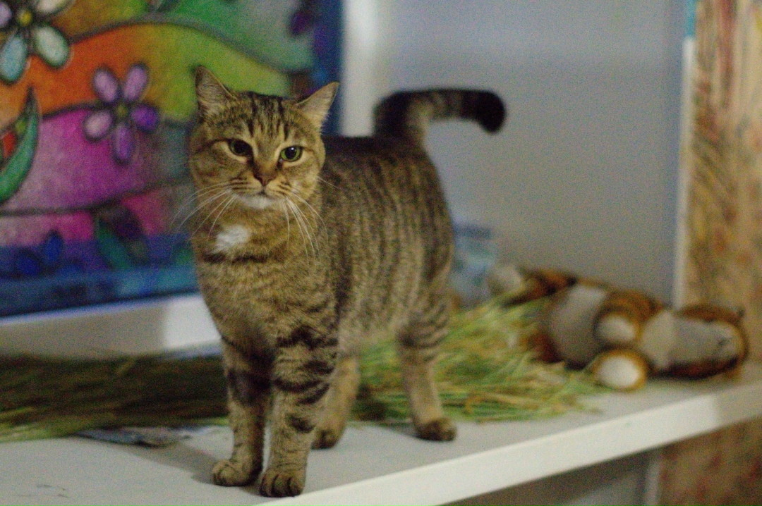 Пропала кошка в Екатеринбурге — фото объявления