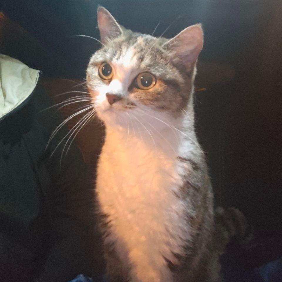 Найдена кошка в Екатеринбурге — фото объявления