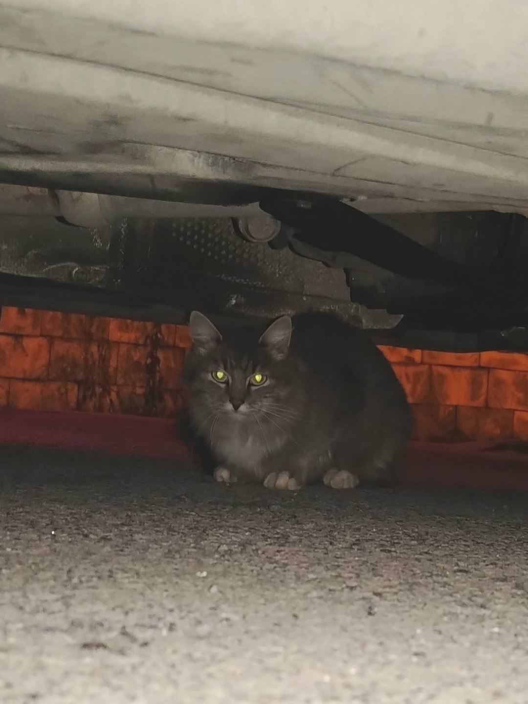 Пропала кошка в Екатеринбурге — фото объявления