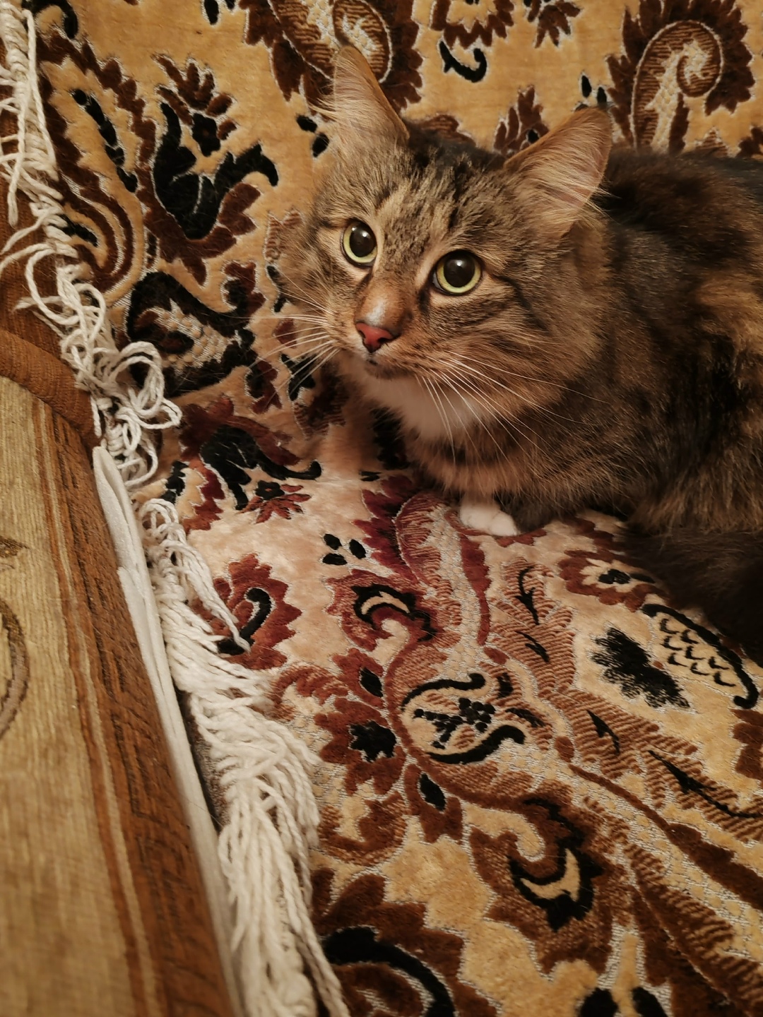 Найдена кошка в Екатеринбурге — фото объявления