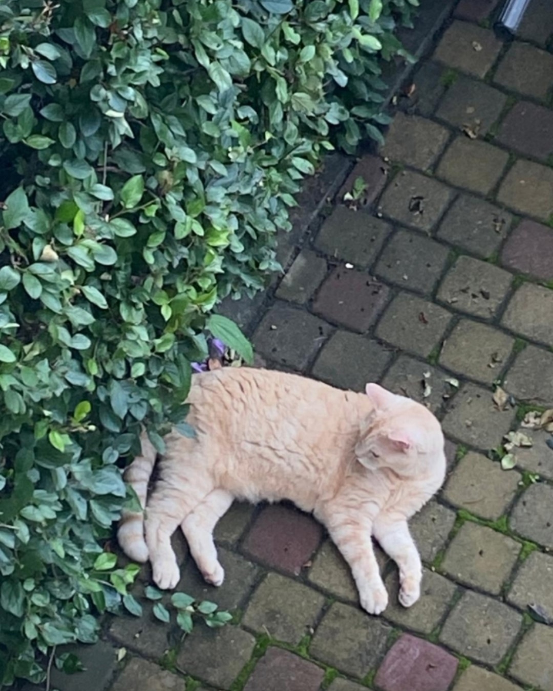 Пропала кошка в Екатеринбурге — фото объявления