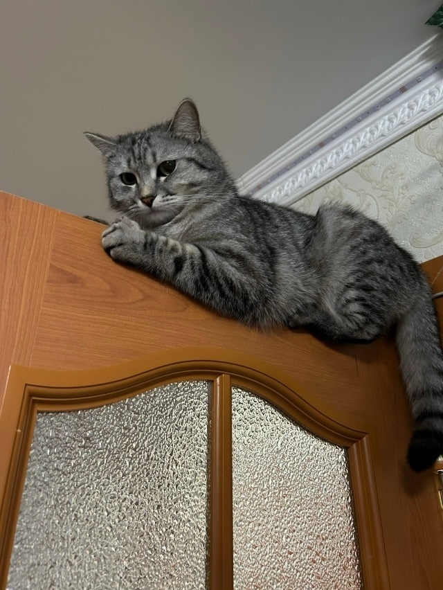 Пропала кошка в Екатеринбурге — фото объявления