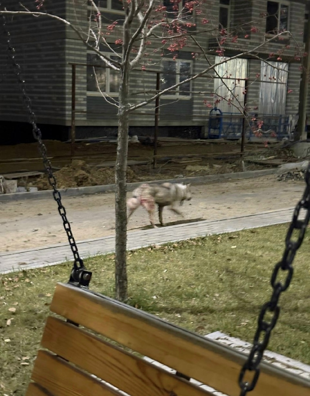 Пропала собака в Екатеринбурге — фото объявления