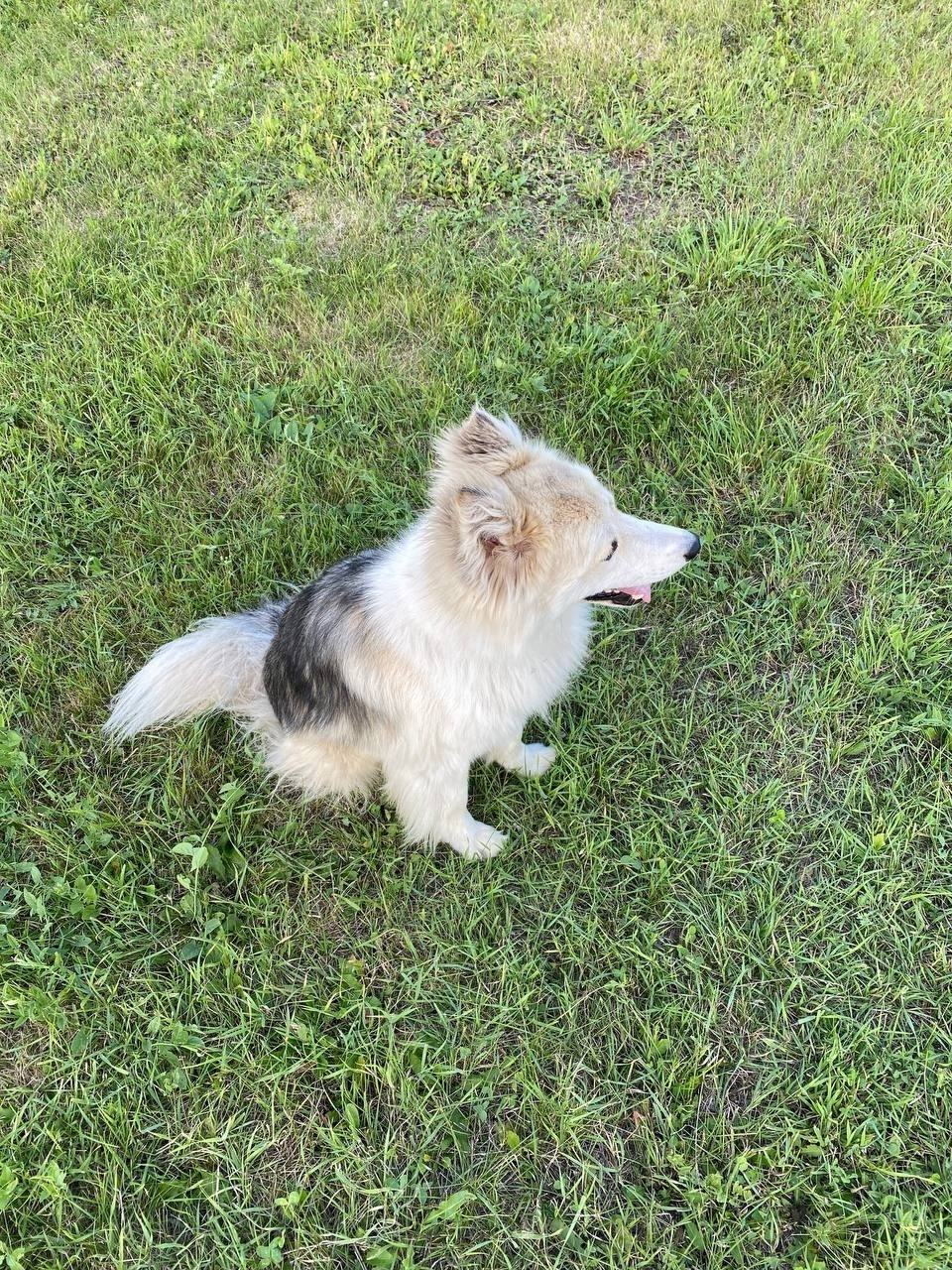 Пропала собака в Екатеринбурге — фото объявления