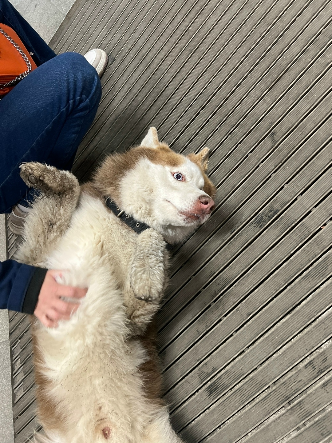 Найдена собака в Екатеринбурге — фото объявления